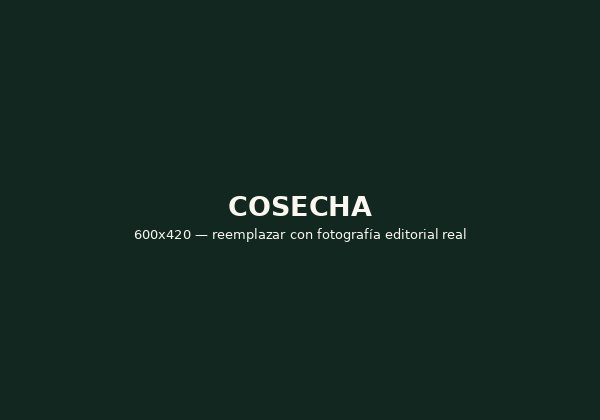 Cosecha de limón persa en el huerto
