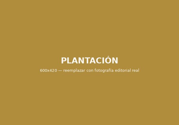 Etapa de plantación del huerto de limón persa