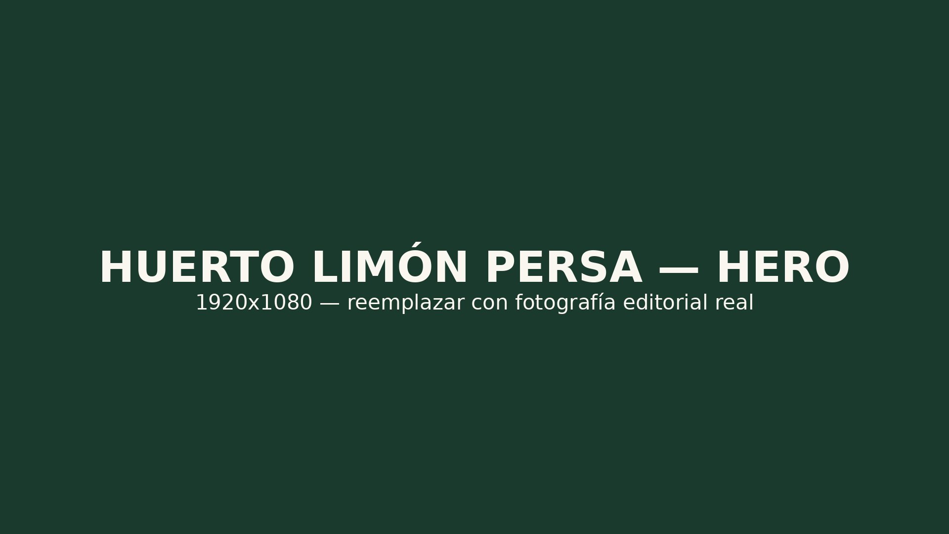 Huerto de limón persa al amanecer, huertos productores del Certificado de Plantación Citrus